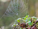 Beautiful Spider's Web - Piękna Pajęczyna